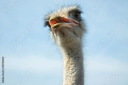 Surprised ostrich with open mouth