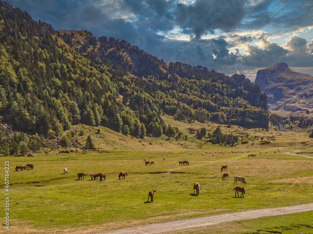 Vaches de Pyrénées