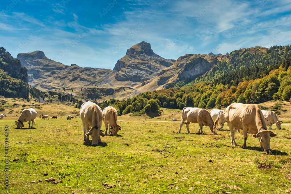 Vaches de Pyrénées