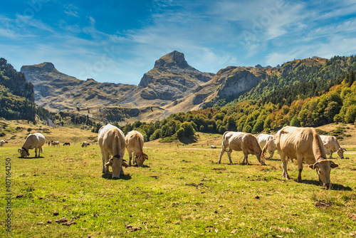 Vaches de Pyrénées