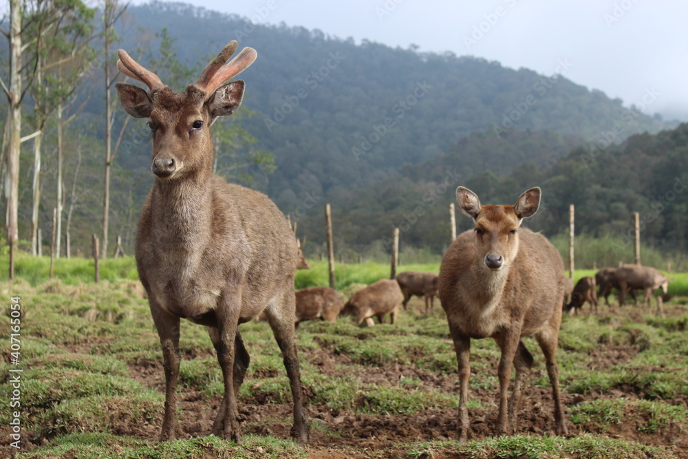 Deer In The Forest Rancaupas, West Java, Indonesia Deer In The Forest Rancaupas, West Java, Indonesia