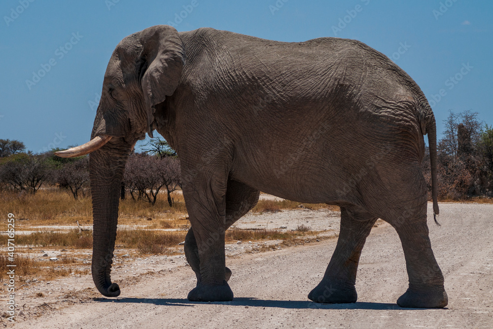 Obraz premium african elephant walking