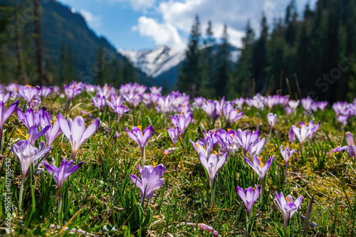 Beautiful meadow with blooming purple crocuses on woods and snowcaped mountains background. Tatra Mountains, Poland