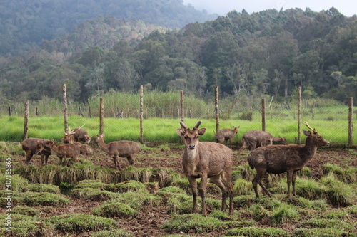 Many Deers in The Forest and Campground, Rancaupas, West Java, Indonesia photo