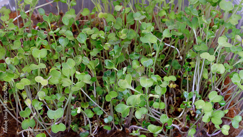 selective focus photo of kohlrabi microgreens growing in tray. city farming indoor concept.