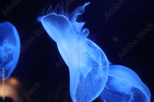 jellyfish in blue water © Kota