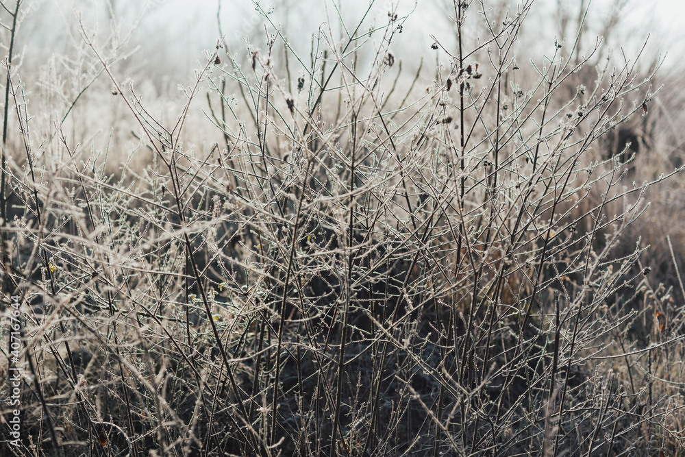 Shrubs and dry grass covered with frost. Winter frosty morning. Shrubs and dry grass covered with frost. Winter frosty morning.