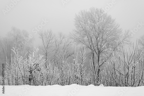 Bäume Nebel Atmosphäre Winter Schnee Graustufen Dunst schwarz weiß Kontrast Hintergrund Büsche Linien Natur draussen Eis Kristalle Wind kälte Grafik Trauer Jahreszeit Stille trüb Zwielicht Idyll  photo