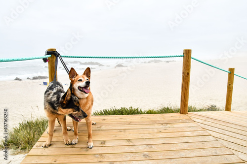 dog on beach, photo as a background , in north portugal, europe , In Afife, Viana do Castelo, north portugal. photo