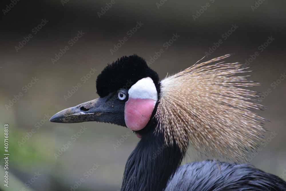 Fototapeta premium The grey crowned crane, Balearica regulorum, also known as the African crowned crane.