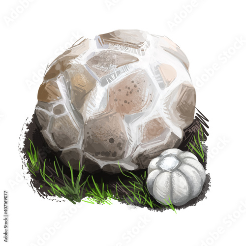 Принти на полотні Western giant puffball or Calvatia booniana mushroom closeup digital art illustration