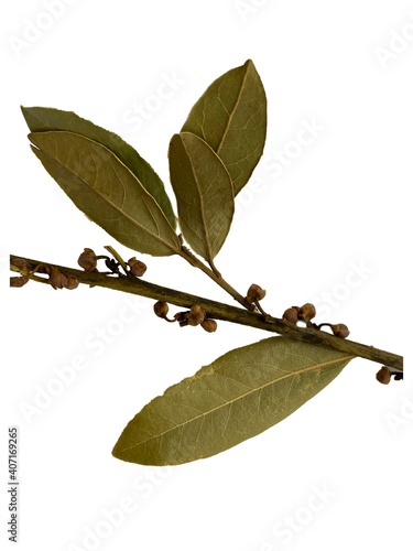 spices: a branch of Laurel leaf