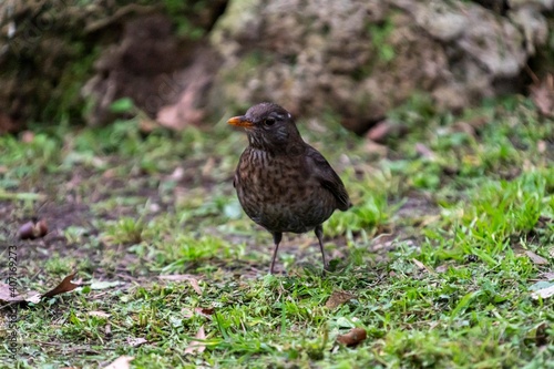 blackbird with orange beak on meadow