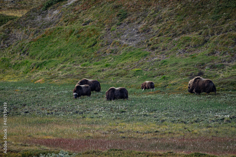 musk ox in norway in dovrefjell relaxing in autumn musk ox in norway in dovrefjell relaxing in autumn