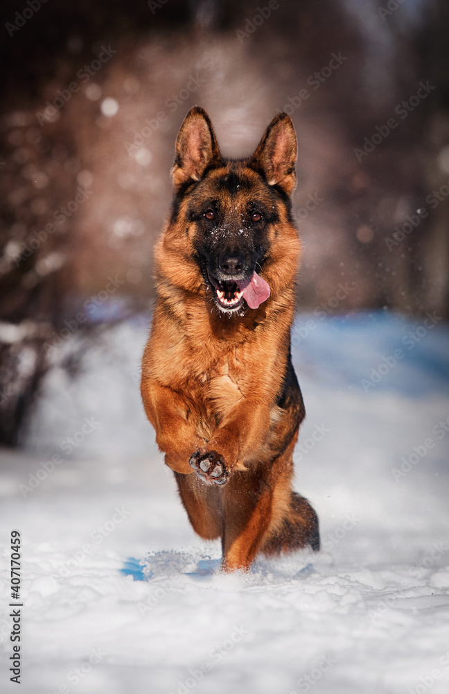dog shepherd running in the snow