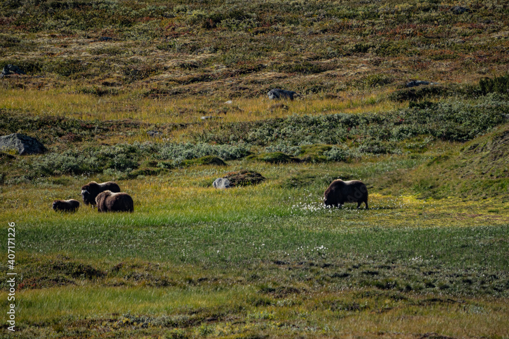 Obraz premium musk ox in norway in dovrefjell relaxing in autumn