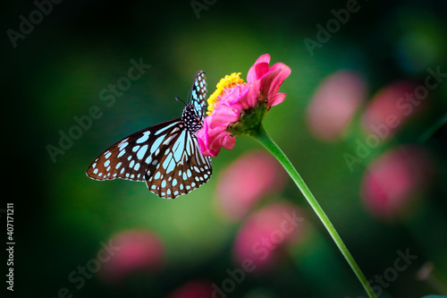 Blue tiger butterfly on a pink zinnia flower with dark green background