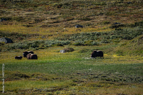 musk ox in norway in dovrefjell relaxing in autumn