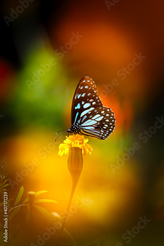 Blue tiger butterfly on a yellow marigold flower with dark colorful background