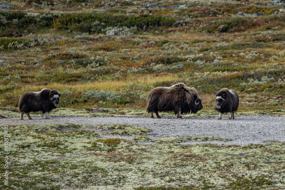 musk ox in norway in dovrefjell relaxing in autumn musk ox in norway in dovrefjell relaxing in autumn