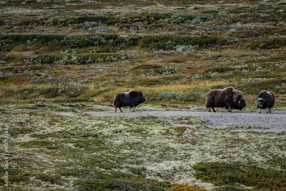 musk ox in norway in dovrefjell relaxing in autumn musk ox in norway in dovrefjell relaxing in autumn
