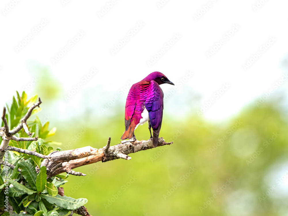 Obraz premium Violet-backed Starling