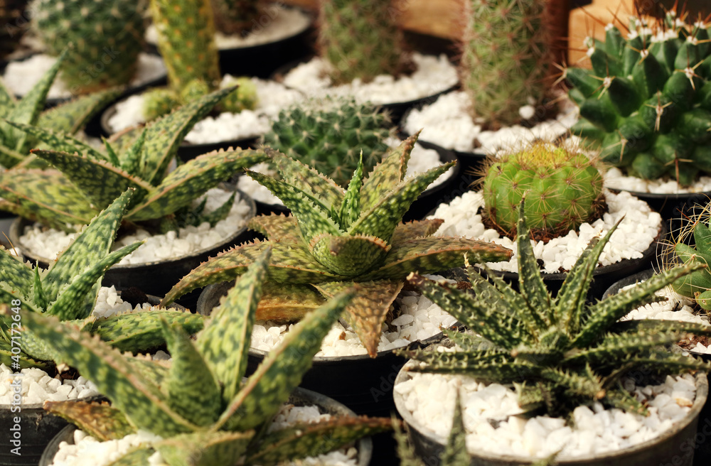 Obraz premium Background of various small cactus or succulent green plant in pots by front view.