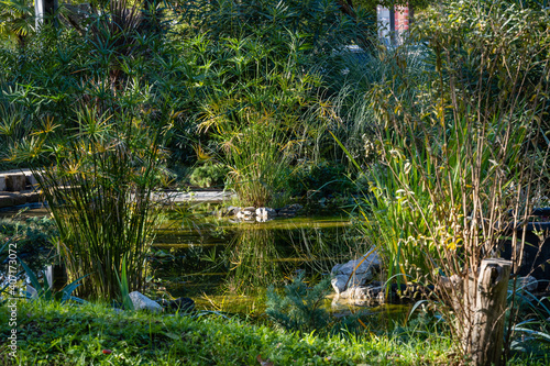 Fototapeta Naklejka Na Ścianę i Meble -  Magic pond in center of Sochi. Subtropical exotic plants grow on shore of pond. Papyrus grows in center of pond on artificial island. Atmosphere of relaxation, tranquility and happiness.