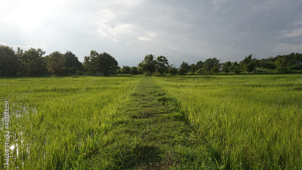 Obraz premium rice field