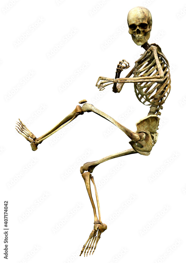 3D Rendering Human Skeleton on White 3D Rendering Human Skeleton on White