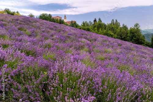 lavender field landscape on the hills in Sale San Giovanni, Langhe, province di Cuneo Italy, white clouds on blue sky