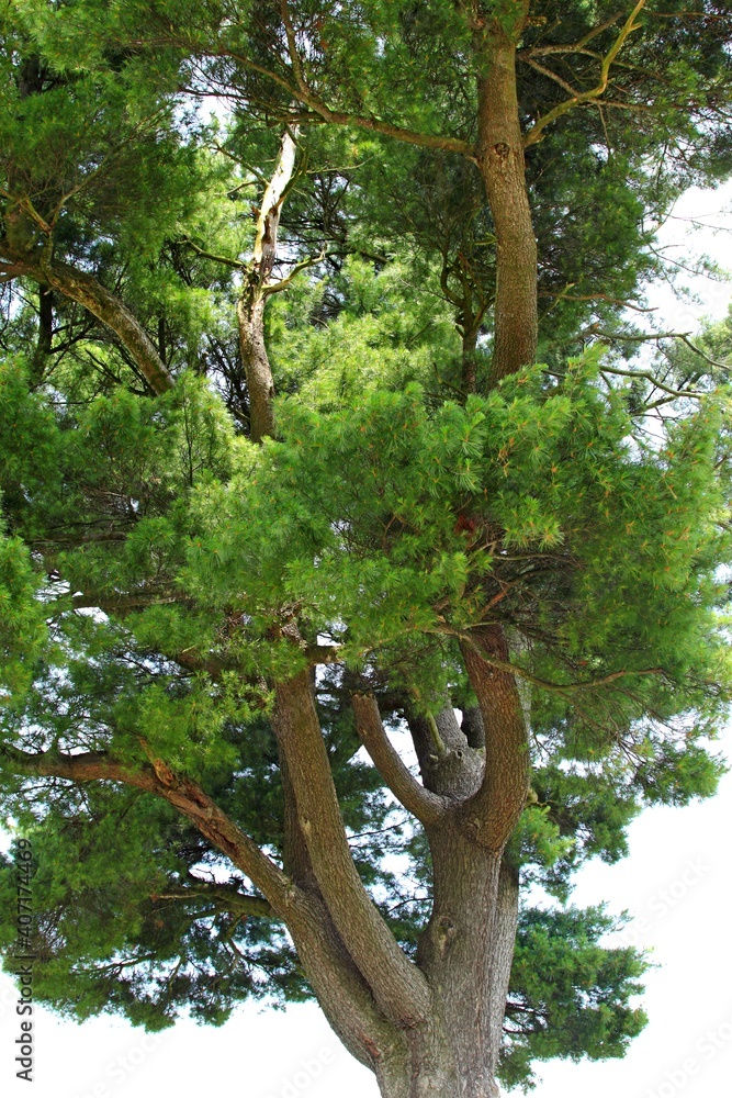 Fototapeta premium Tuchla , Czerniawka , Charytany , Piaski