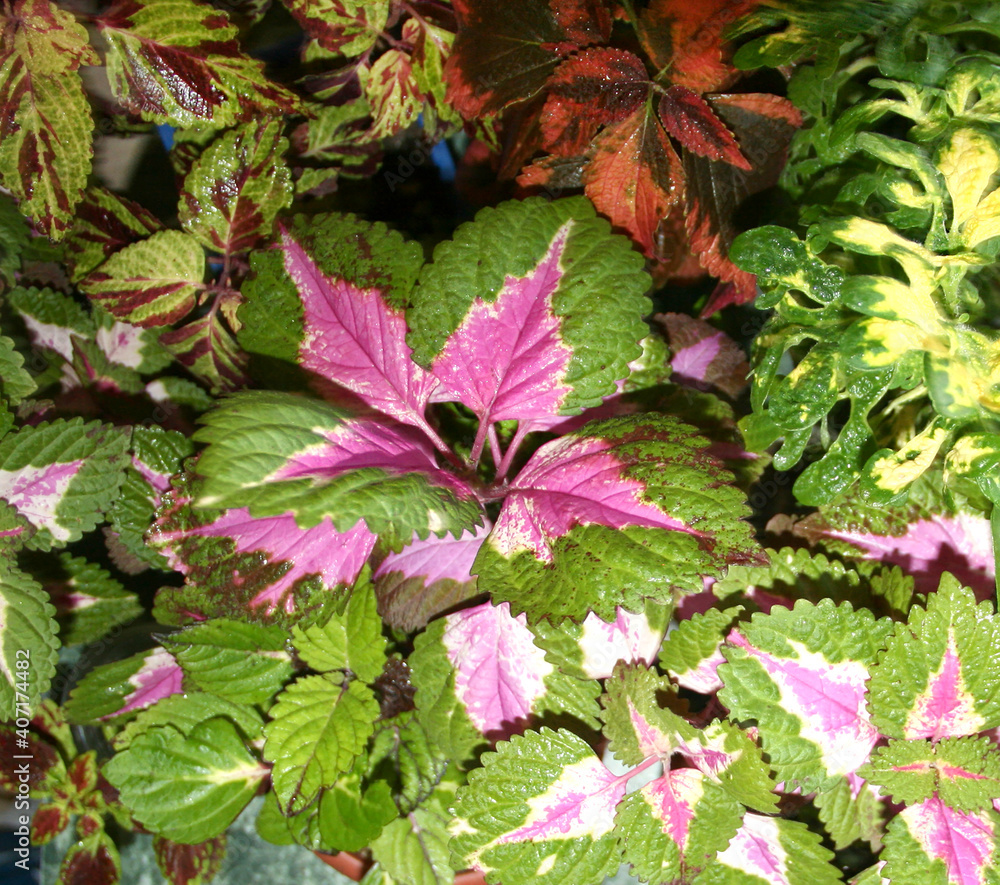 Coleus plants on the window. Various varieties of Coleus. Growing flowers. Blooming windowsill. Floriculture, horticulture.autumn leaves. Banner, Leaf texture. Coleus Religious Radish. blur Coleus plants on the window. Various varieties of Coleus. Growing flowers. Blooming windowsill. Floriculture, horticulture.autumn leaves. Banner, Leaf texture. Coleus Religious Radish. blur