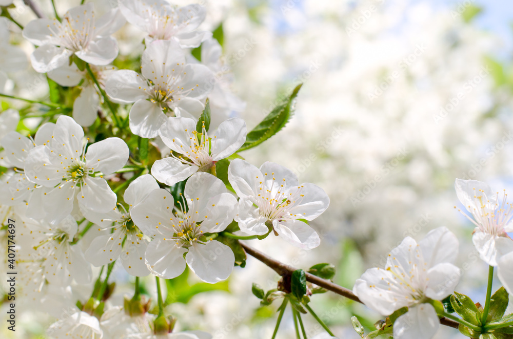 Fototapeta premium Cherry tree blossoms. White spring flowers close-up. Soft focus spring seasonal background.