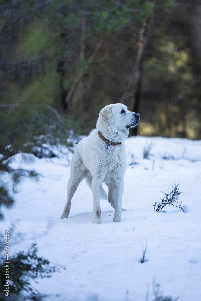 Big white dog in snow
