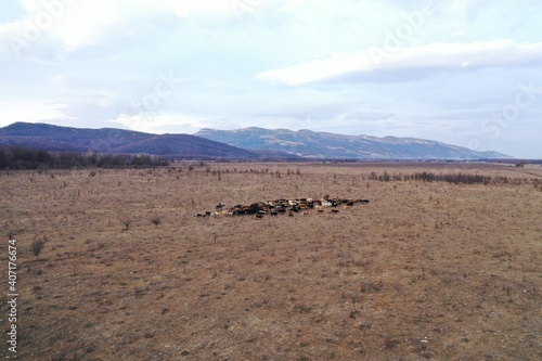 Aerial view of two shepherds on horses with dogs gathering herd of cows and calves grazing in the field in Caucasus mountains near highway road. Russia. Winter. Drone photography.