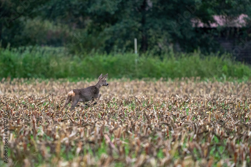 A deer in a freshly cut corn field with forest in the background © Dasya - Dasya