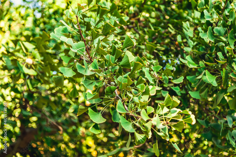 Gingko biloba tree leaf in sunny day with sunlight Gingko biloba tree leaf in sunny day with sunlight