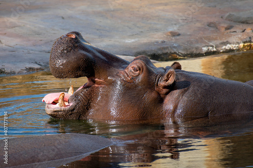 Beautiful bid hippopotamus with an open mouth at the Prague Zoo