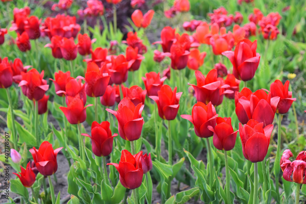 Beautiful blooming red tulips in a park. Summer day in Vologda, Russia Beautiful blooming red tulips in a park. Summer day in Vologda, Russia