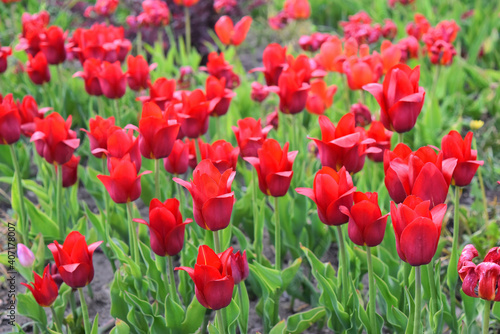 Beautiful blooming red tulips in a park. Summer day in Vologda  Russia