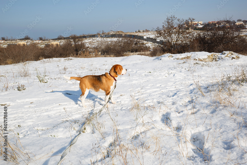 a beagle puppy walks on a snowy meadow in winter