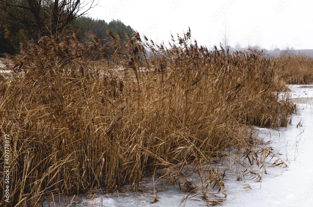 Fototapeta premium Ice on reedy banks of winter lake