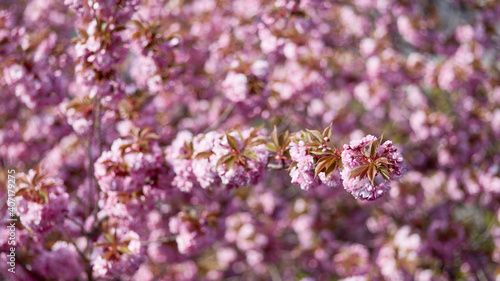 Ast am Kirschbaum bei rosa Kirschblüte im Frühling