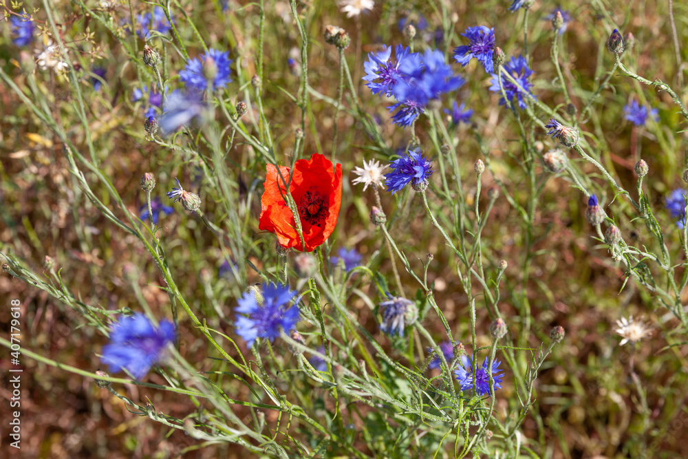 Coquelicot et bleuets