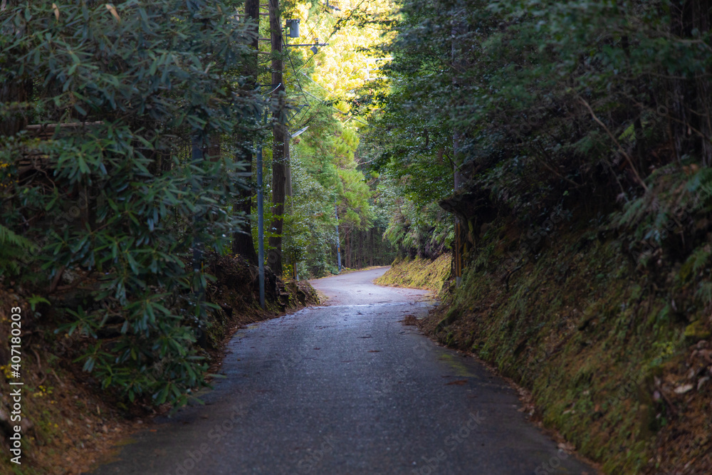 Fototapeta premium 森