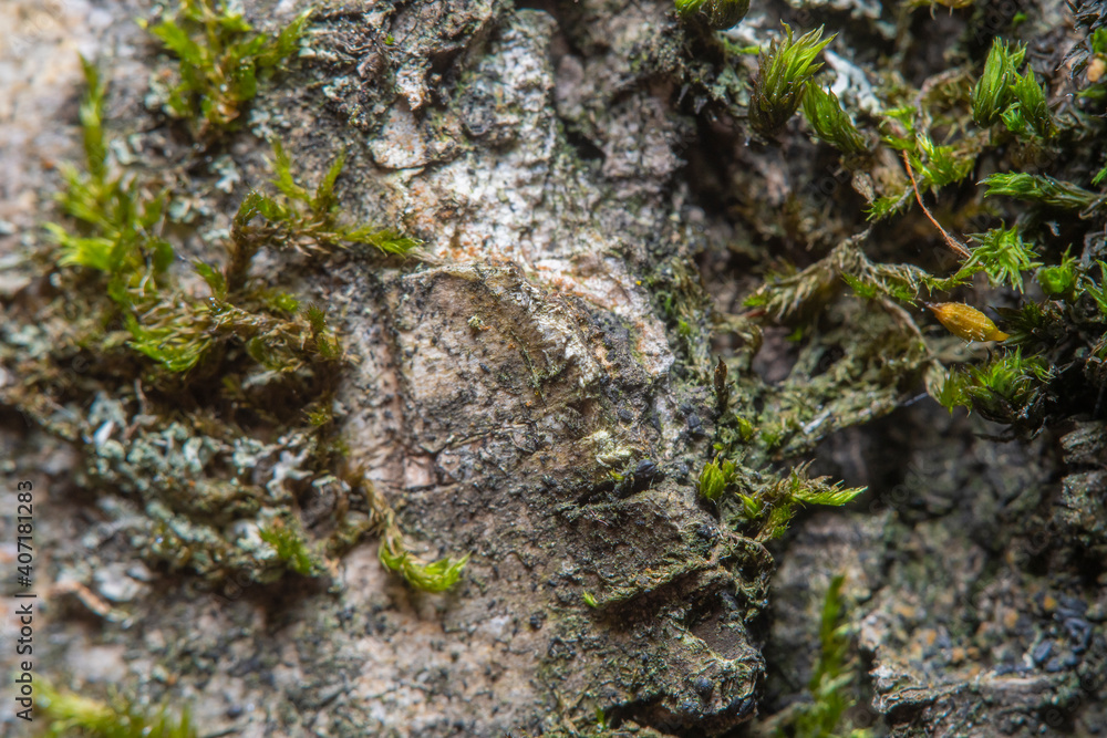 Green background with tree climacium moss in soft focus at high magnification. The beauty of nature and the environment. Insignificant details invisible to the naked eye. Green background with tree climacium moss in soft focus at high magnification. The beauty of nature and the environment. Insignificant details invisible to the naked eye.