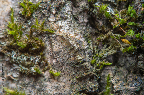 Green background with tree climacium moss in soft focus at high magnification. The beauty of nature and the environment. Insignificant details invisible to the naked eye.