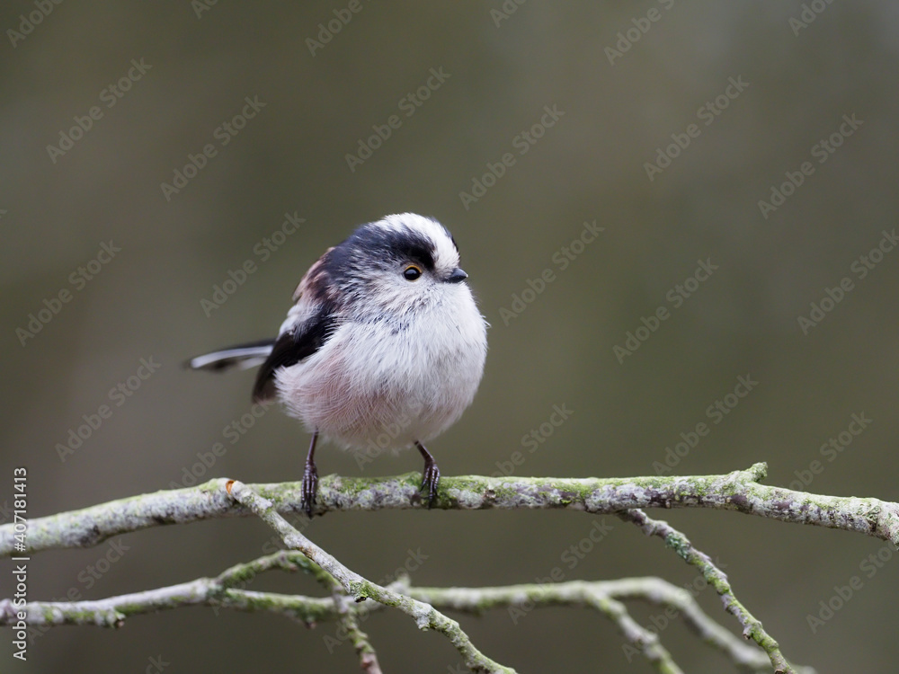 Fototapeta premium Long-tailed tit, Aegithalos caudatus