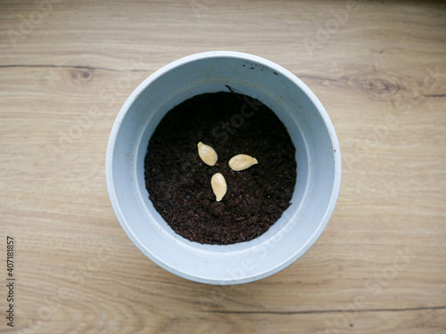 Seed on the bowl photo